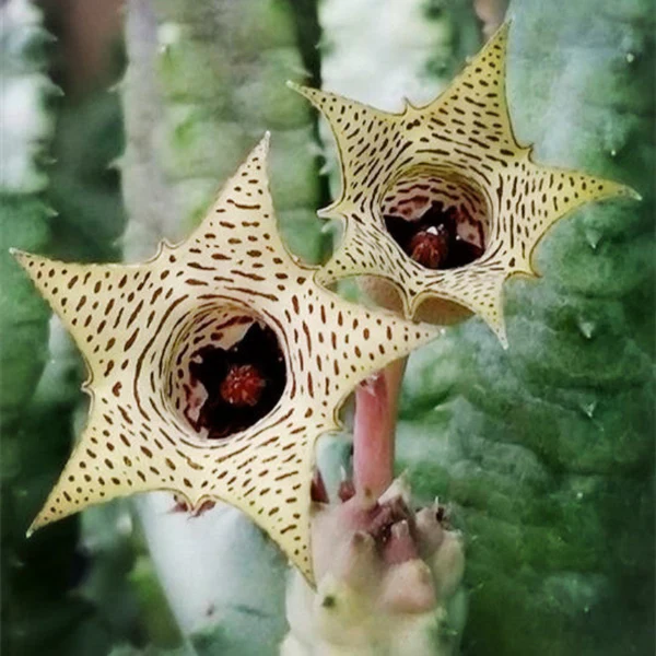 阿修羅蘿藦 Huernia thuretii