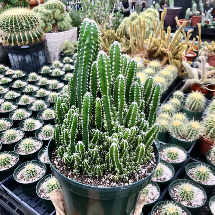 仙女城堡仙人掌Acanthocereus Tetragonus (Fairy Castle Cactus)