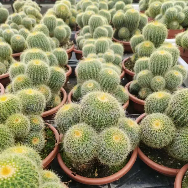 金冠（Nangoku Yu）