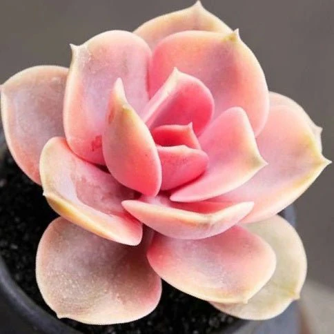 彩虹石蓮花 Echeveria ' Rainbow '