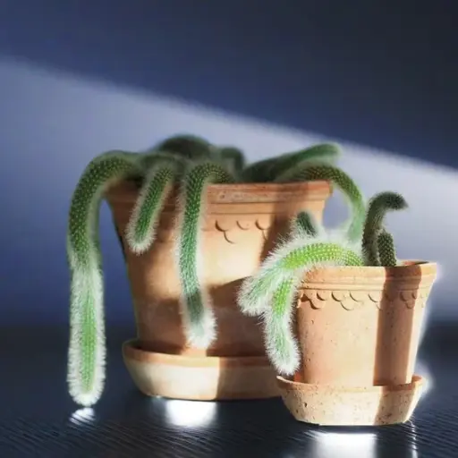 長毛猴尾柱 Monkey Tail Cactus（Cleistocactus winteri ‘ Colademononis ’ ）