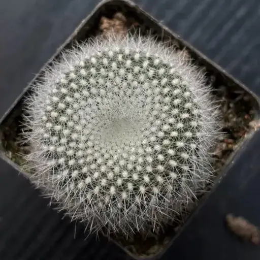 白雪光（Parodia haselbergii）